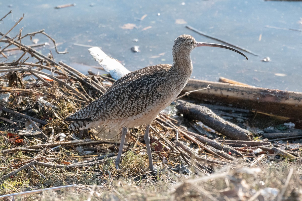 Long-billed Curlew - James McNamara