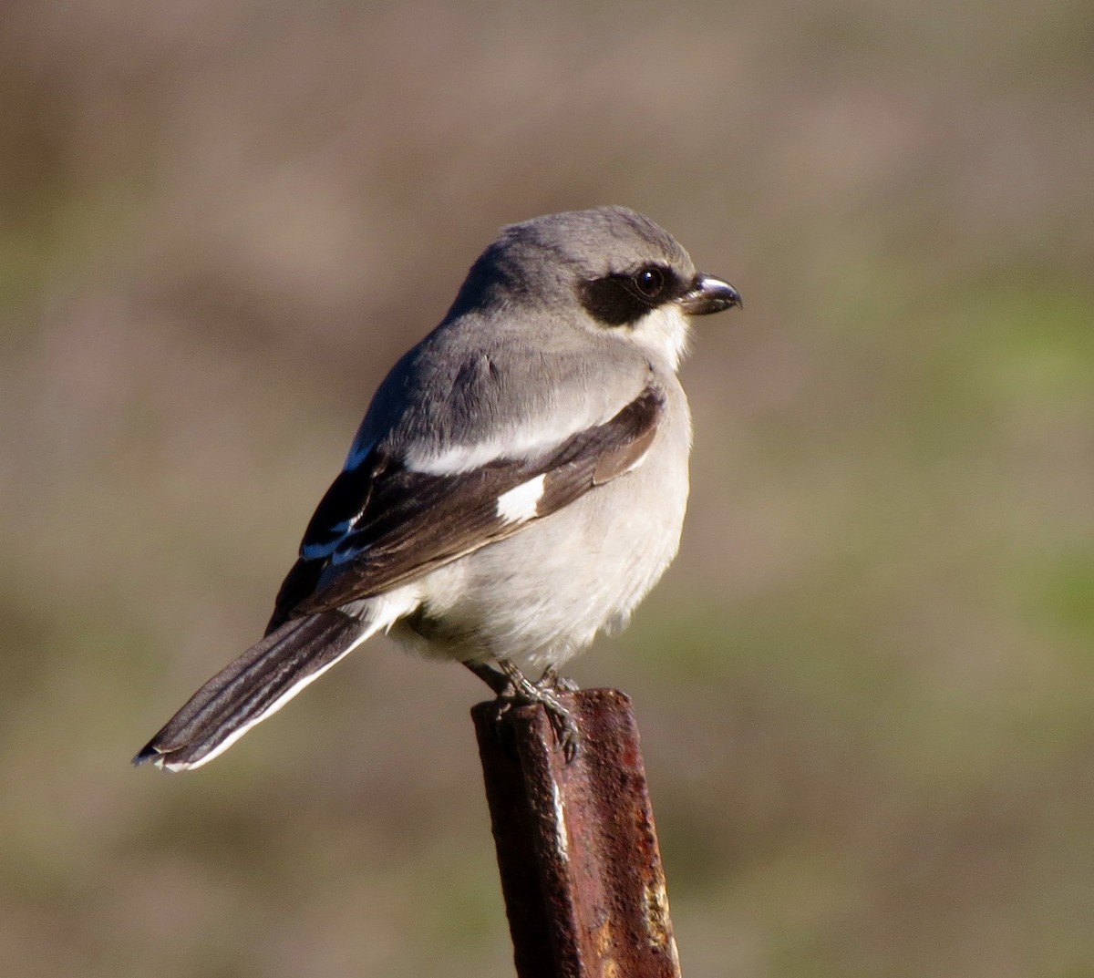 Loggerhead Shrike - Petra Clayton