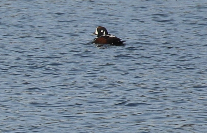 Harlequin Duck - ML126336401