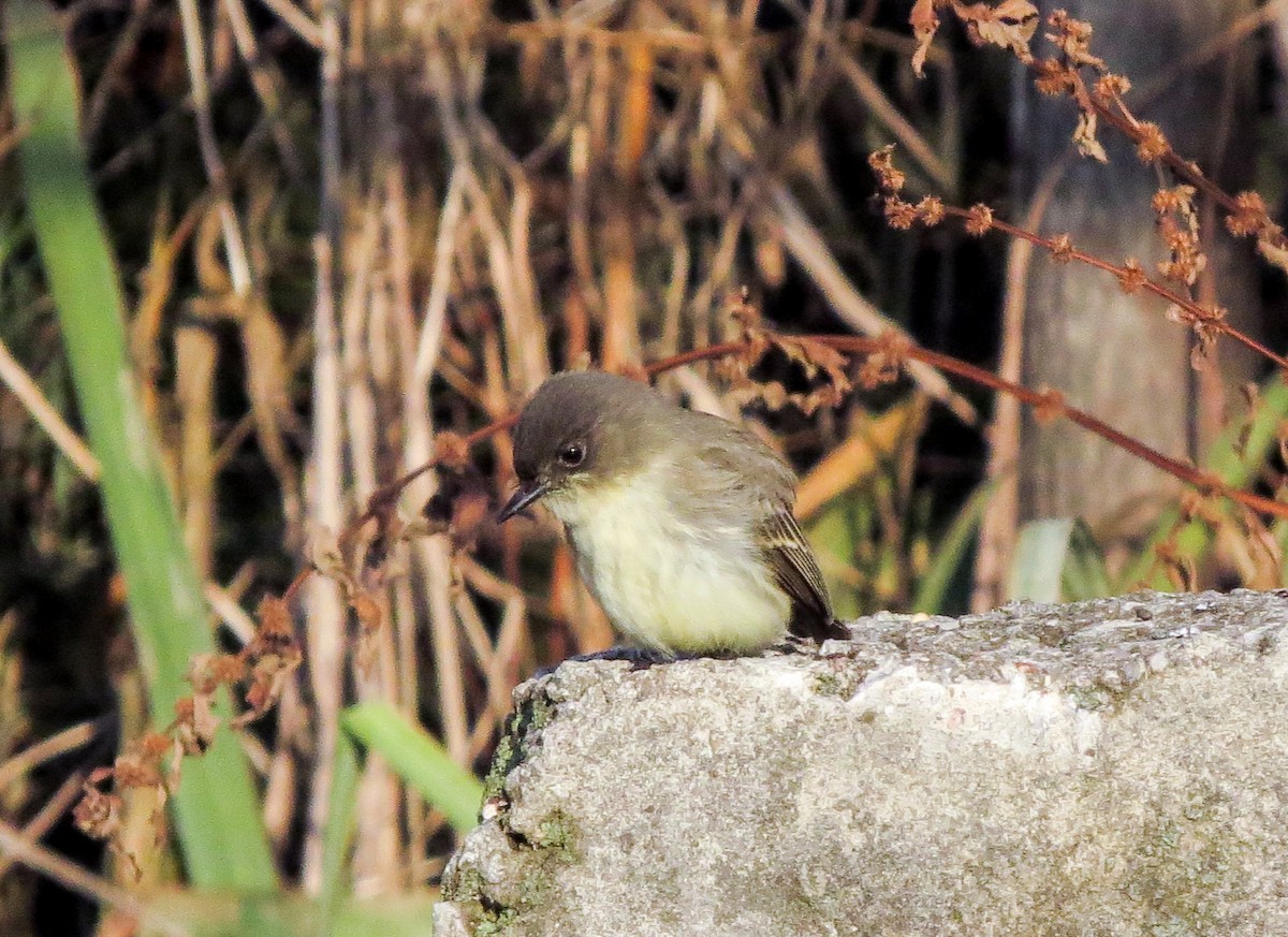 Eastern Phoebe - ML126336421