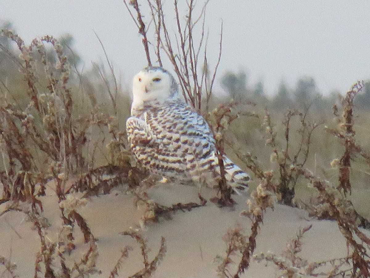 Snowy Owl - ML126338381