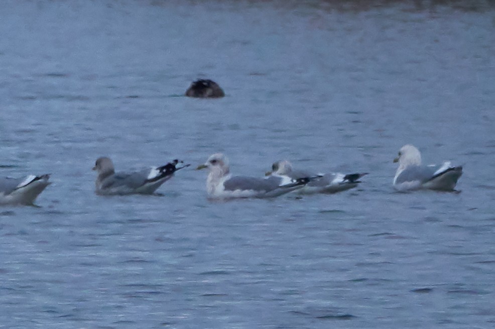 Short-billed Gull - Ryan Downey