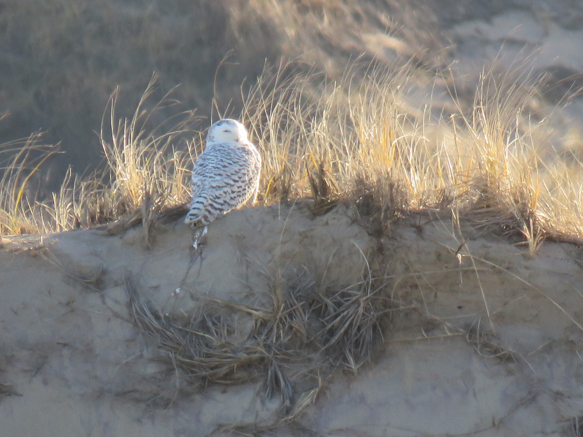 Snowy Owl - ML126339111