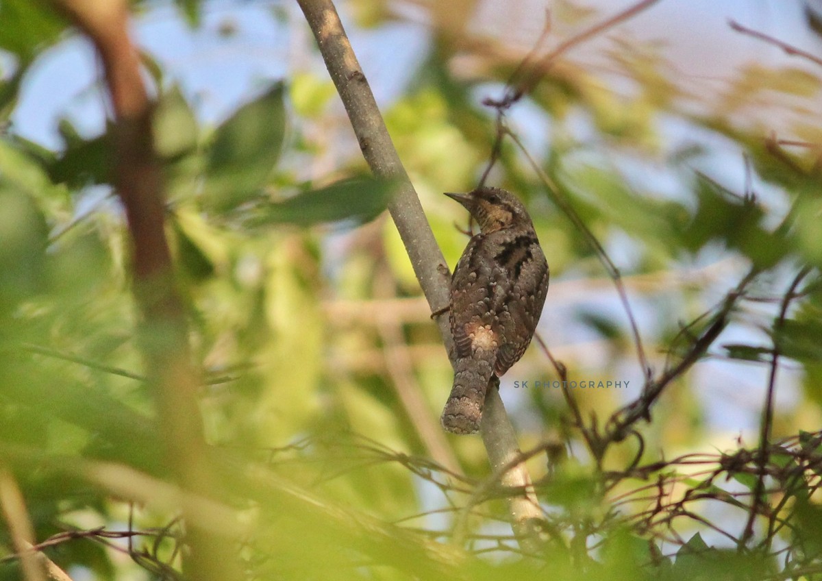 Eurasian Wryneck - Santhosh Kallingal