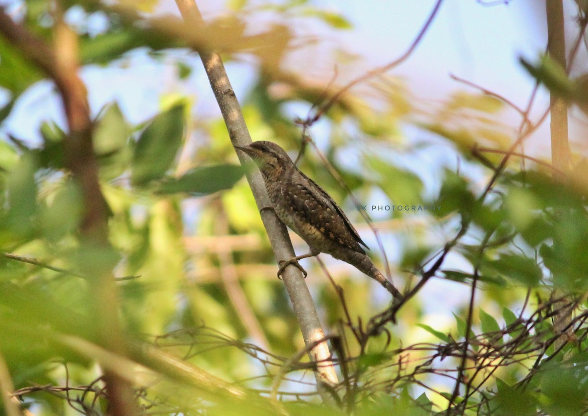 Eurasian Wryneck - Santhosh Kallingal