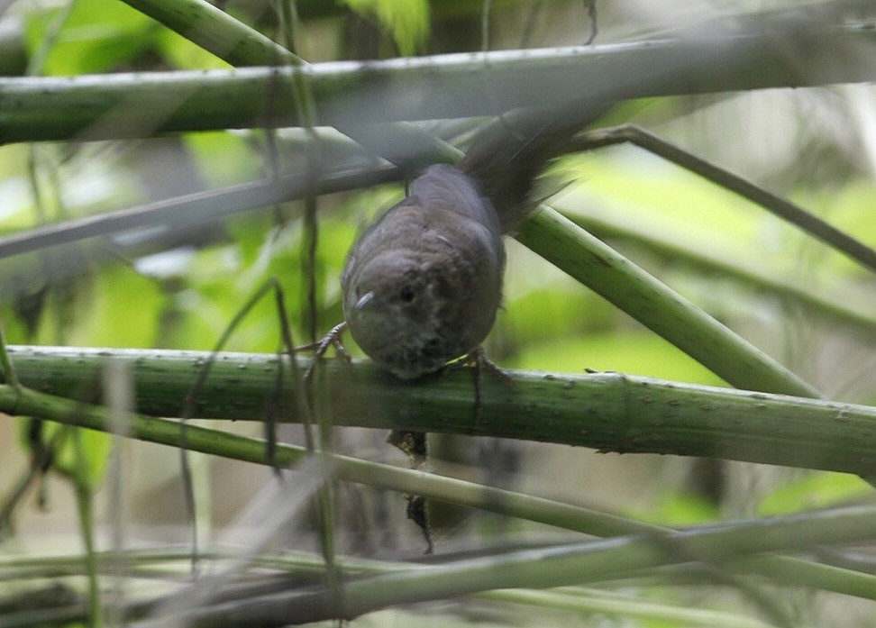 Javan Bush Warbler - Marc Gardner