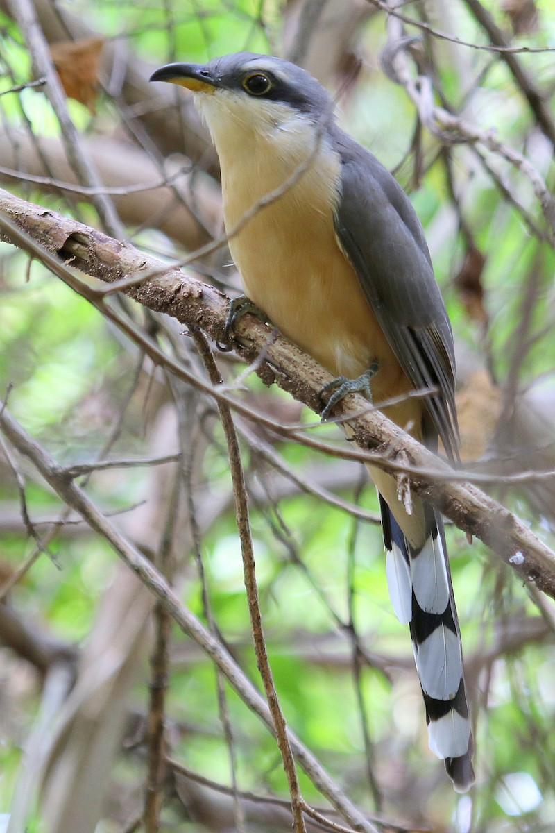 Mangrove Cuckoo - Steve Rottenborn