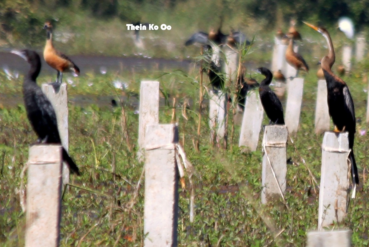 Oriental Darter - ML126345021