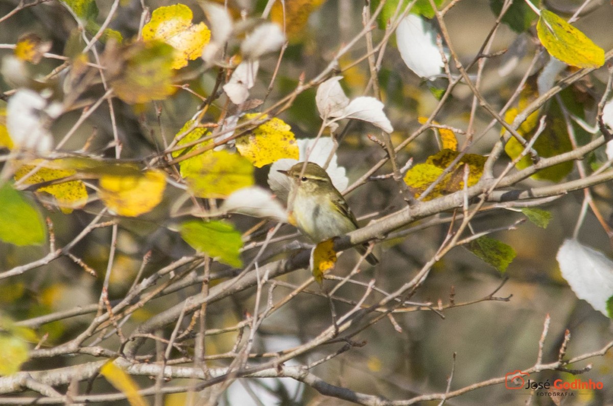 Yellow-browed Warbler - ML126347571