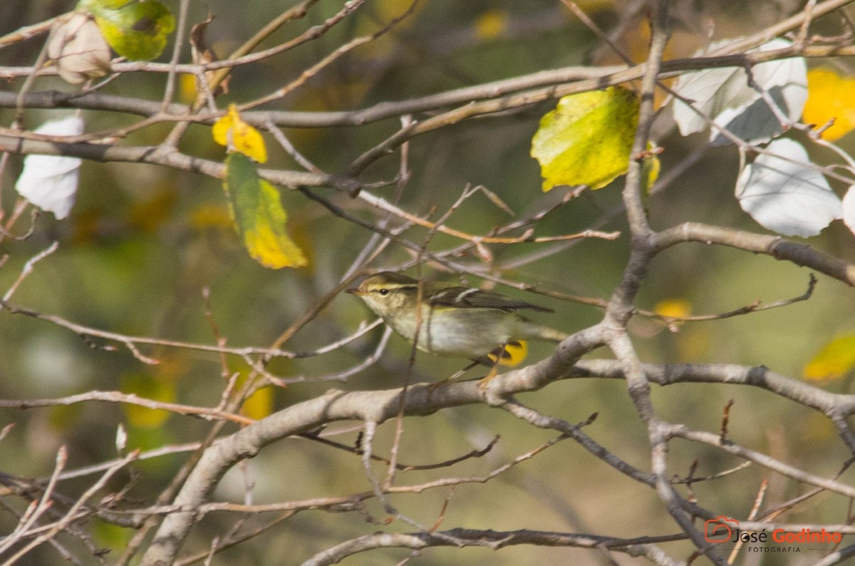 Yellow-browed Warbler - ML126347581