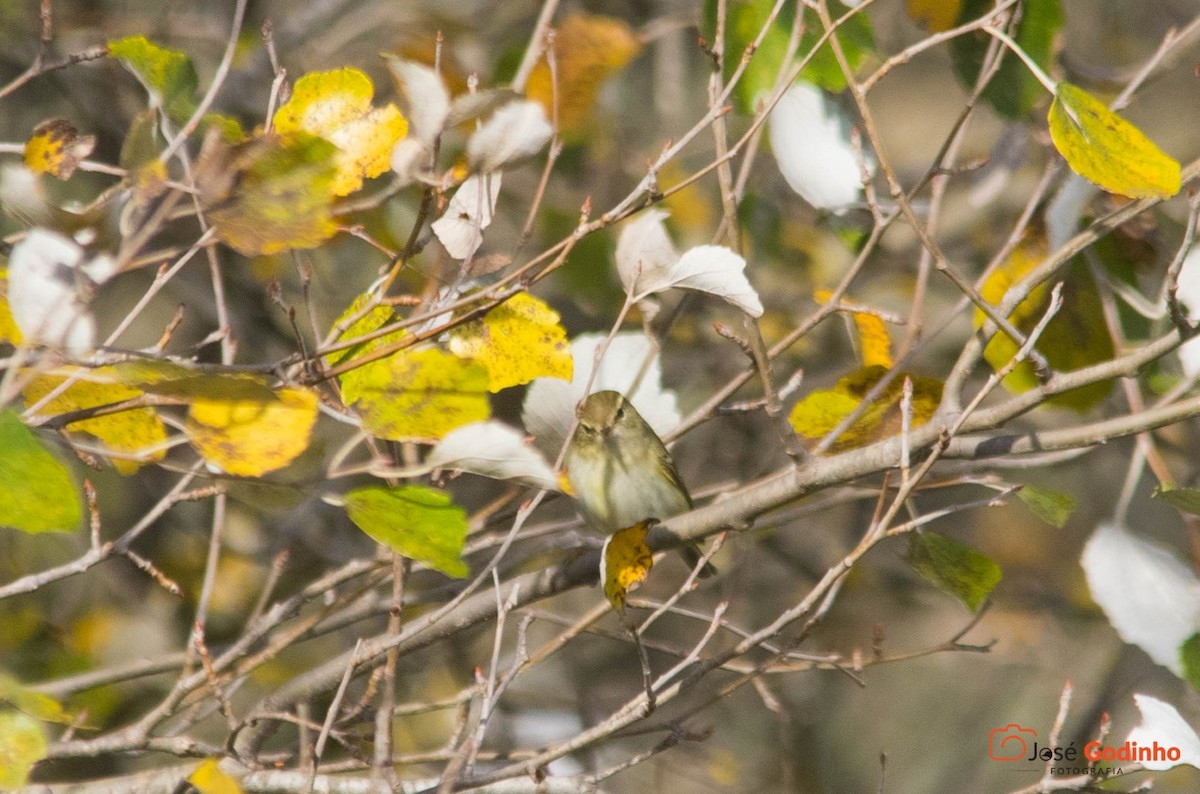 Yellow-browed Warbler - ML126347591