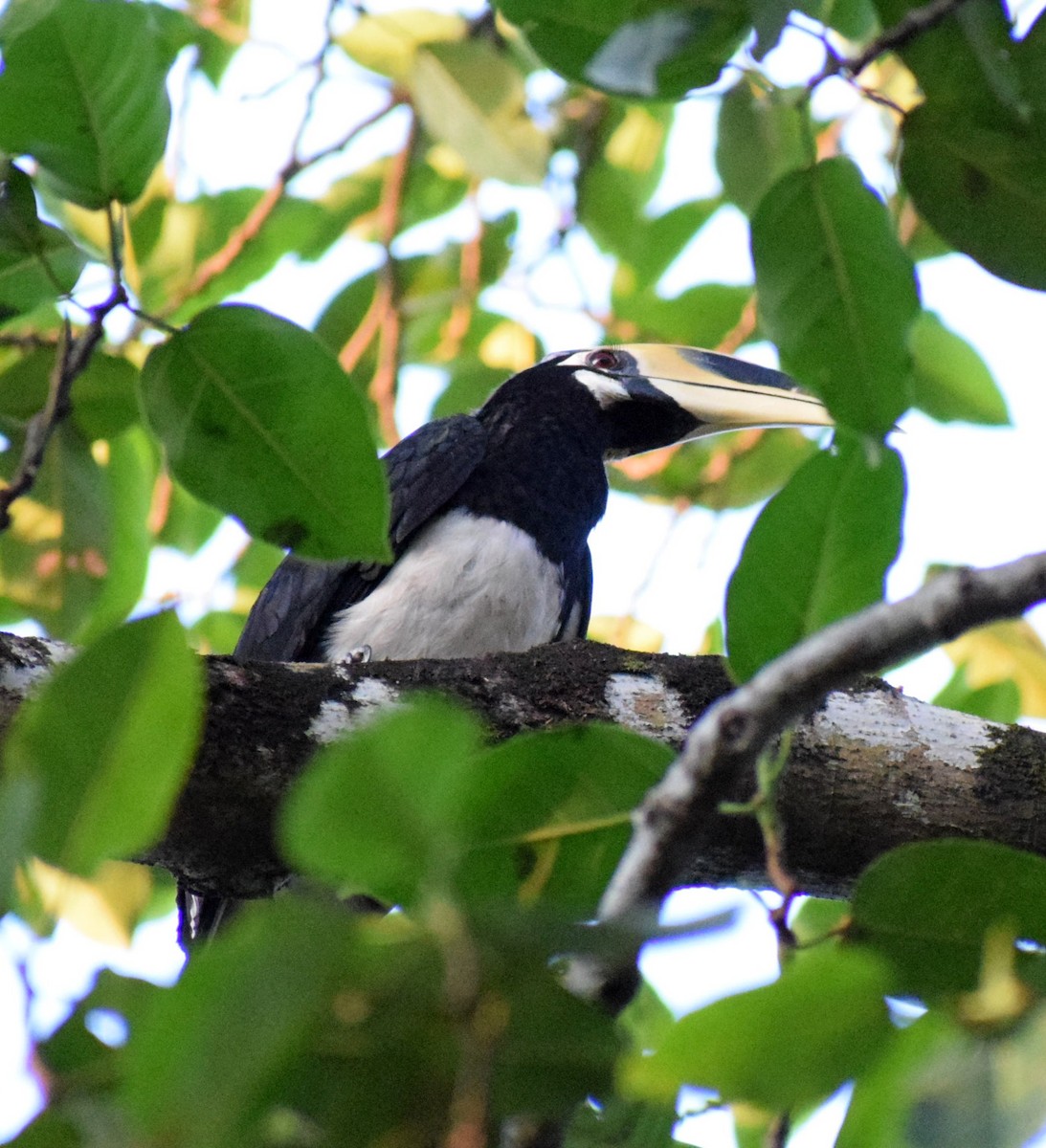 Oriental Pied-Hornbill - Biswanath Mondal