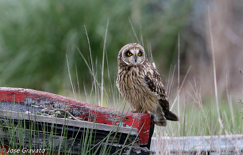 Short-eared Owl - ML126348901