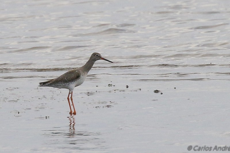 Common Redshank - ML126348991
