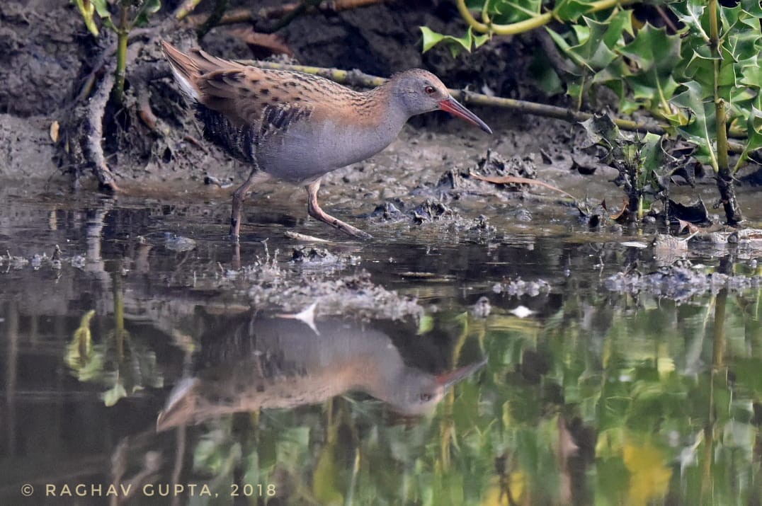 Water Rail - ML126349401