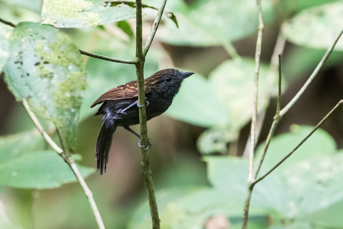 Spiny-faced Antshrike - Nick Athanas
