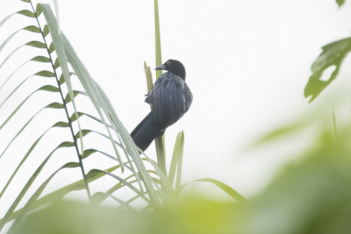 Jobi Manucode - Tony Palliser