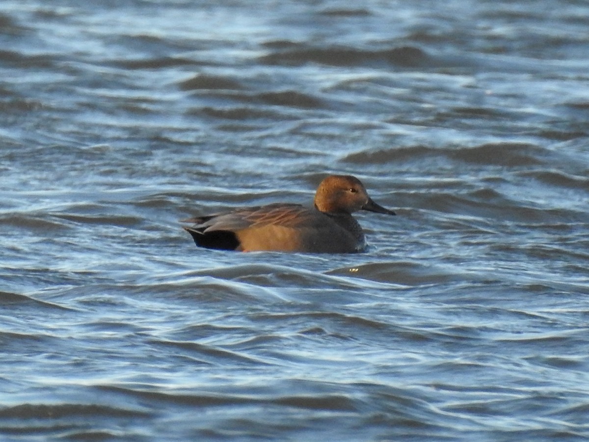 Gadwall - ML126354471