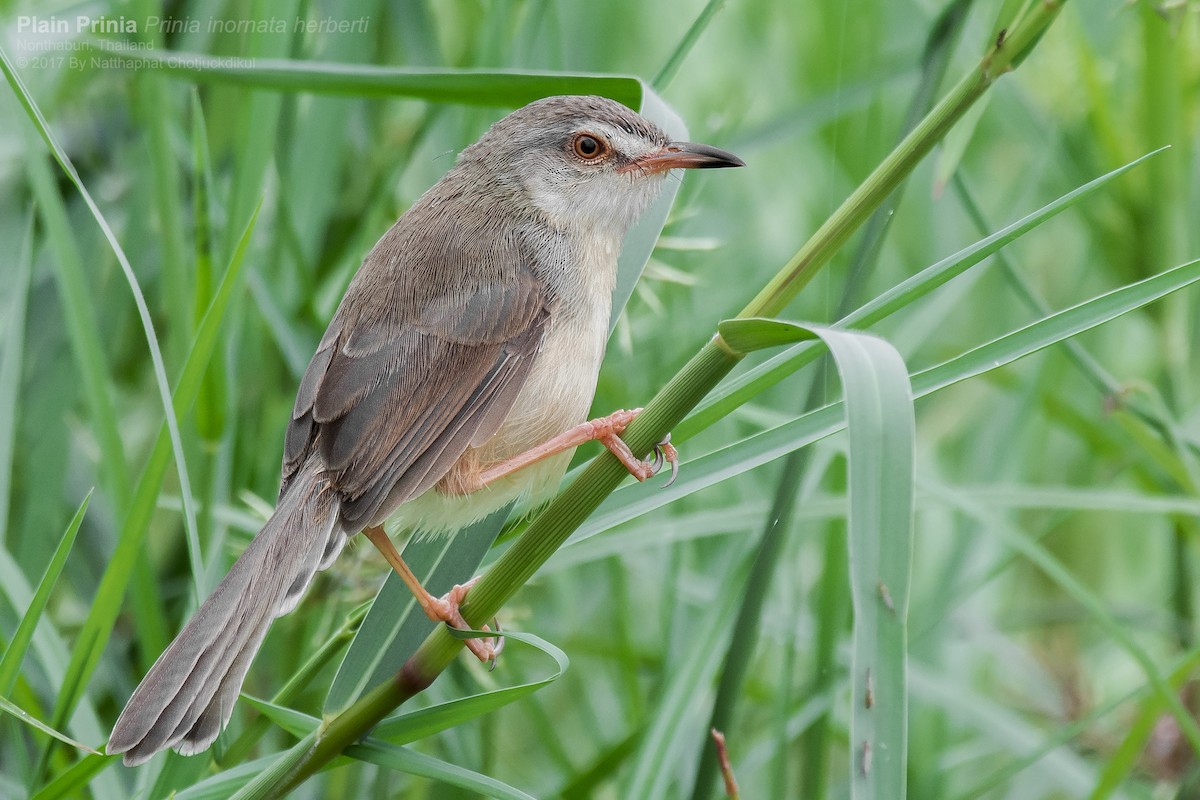 Prinia Sencilla - ML126355171