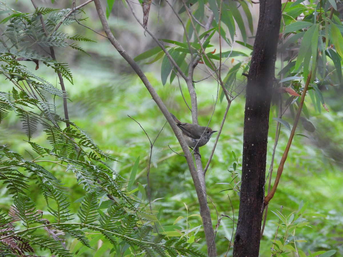 Tasmanian/Brown Thornbill - ML126355641