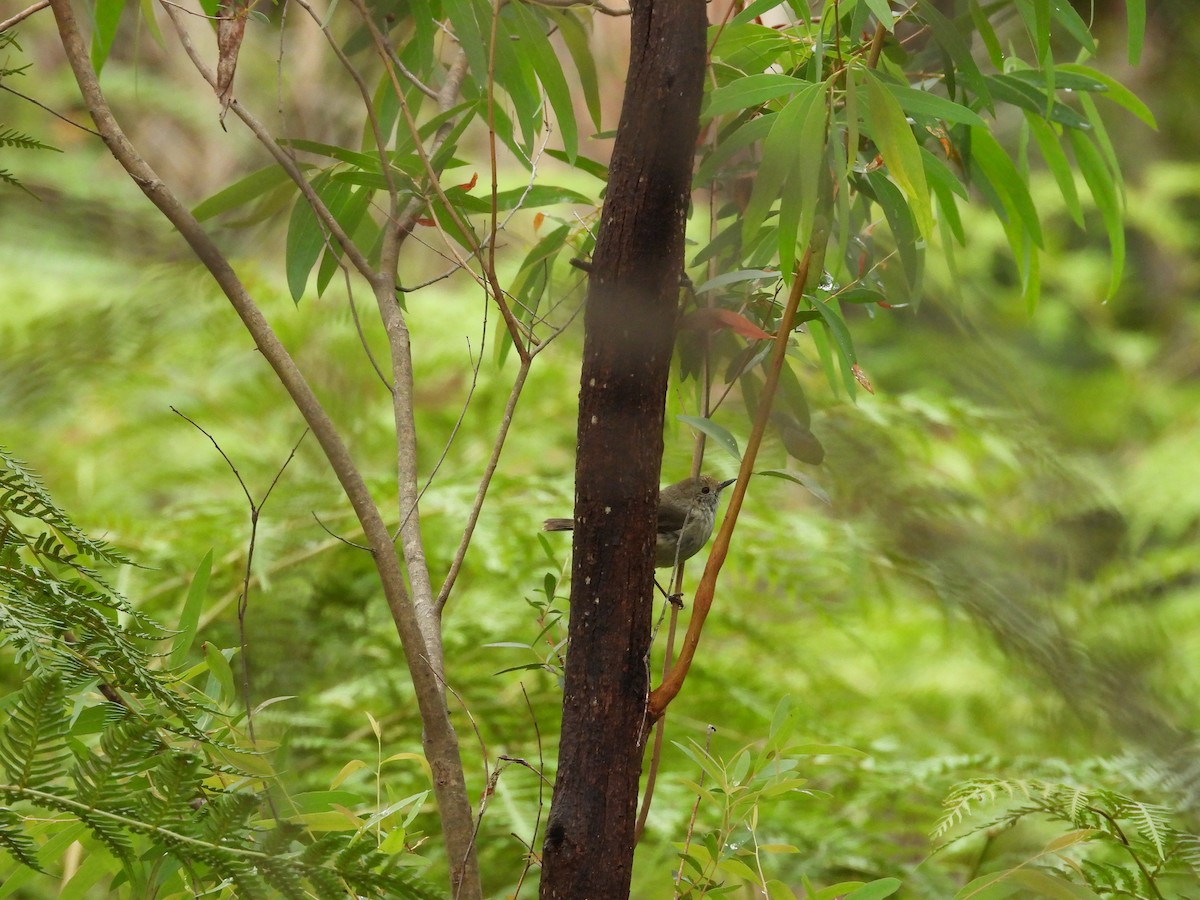 Tasmanian/Brown Thornbill - ML126355681