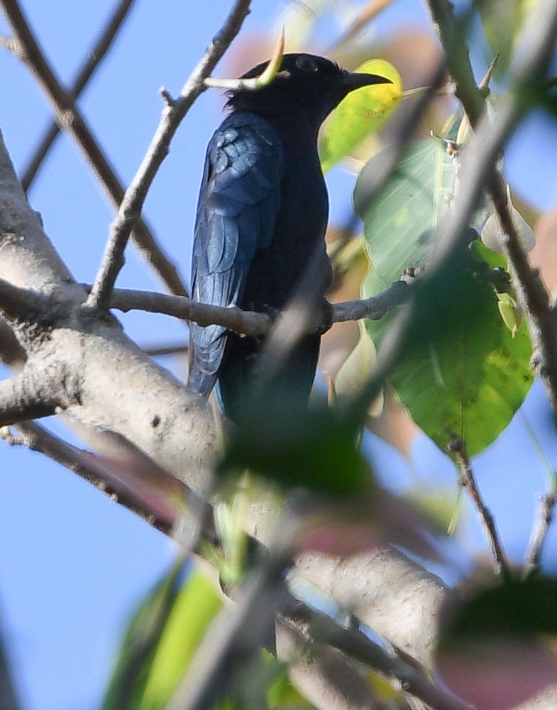 Square-tailed Drongo-Cuckoo - ML126356051