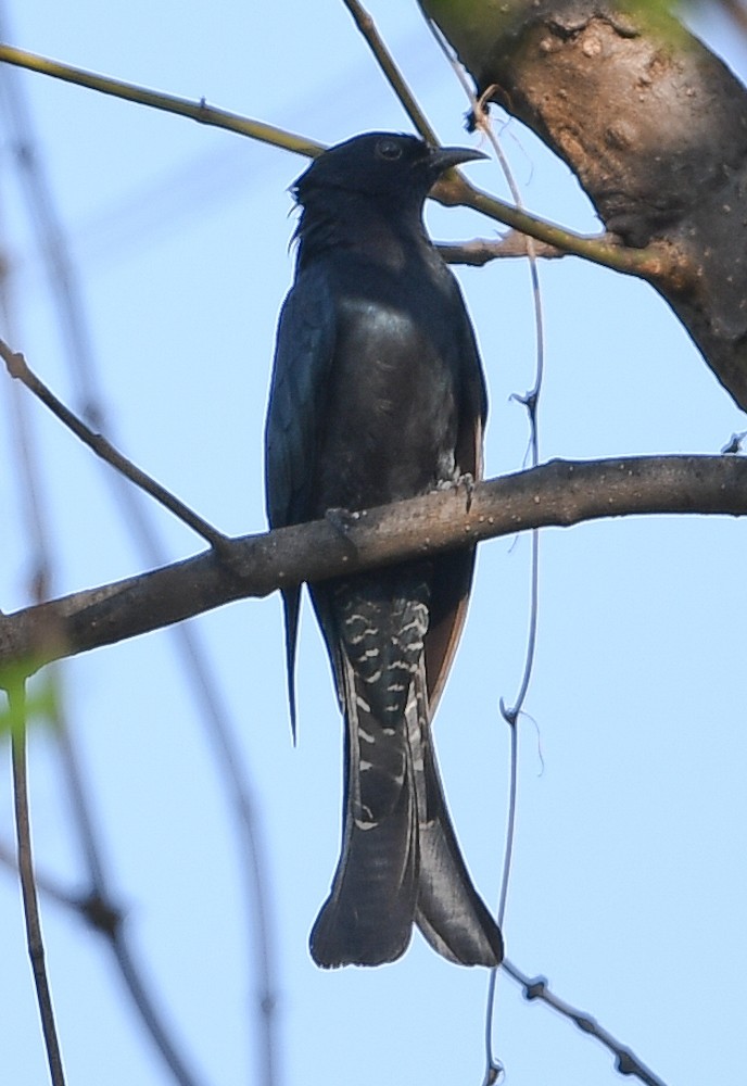 Square-tailed Drongo-Cuckoo - ML126356061