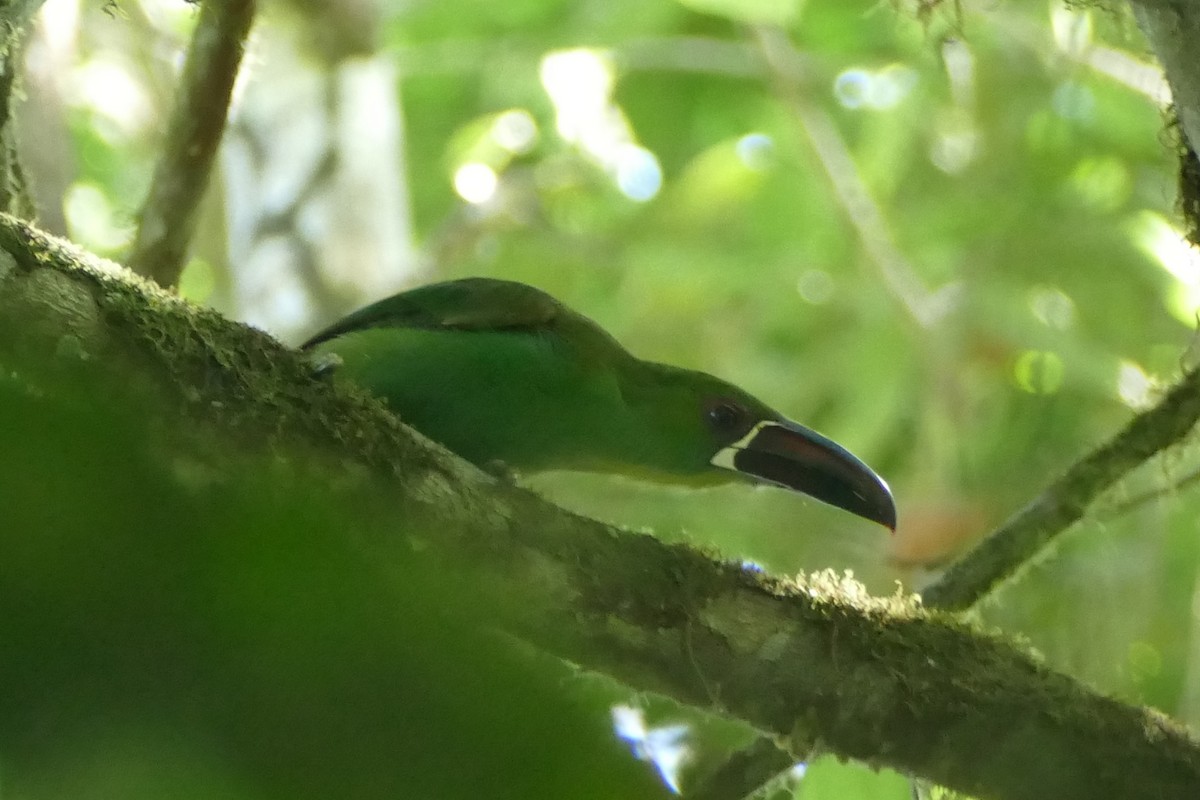 Crimson-rumped Toucanet - ML126356831