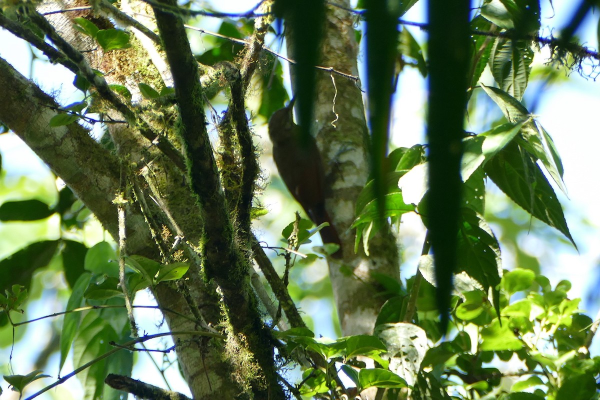 Smoky-brown Woodpecker - ML126356991