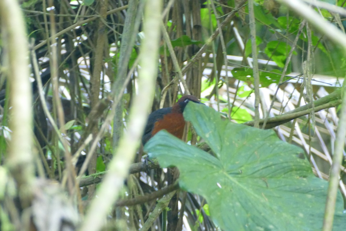 Rufous-breasted Antthrush - ML126357211