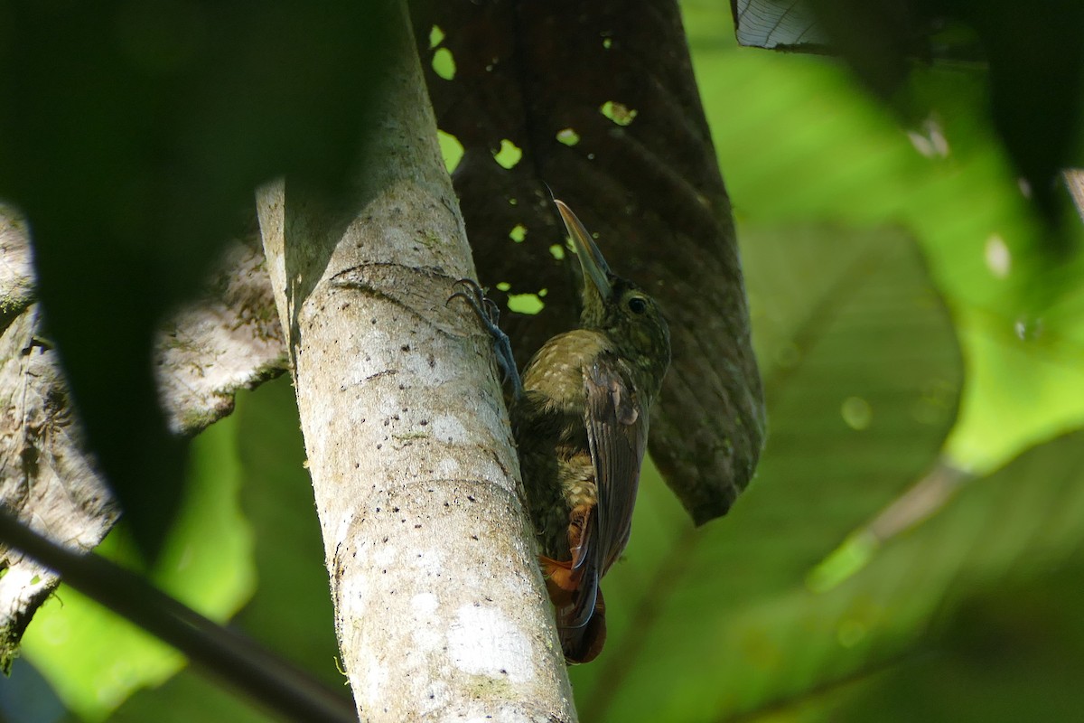 Spotted Woodcreeper - ML126357301