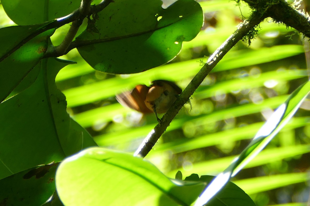 Club-winged Manakin - ML126357591