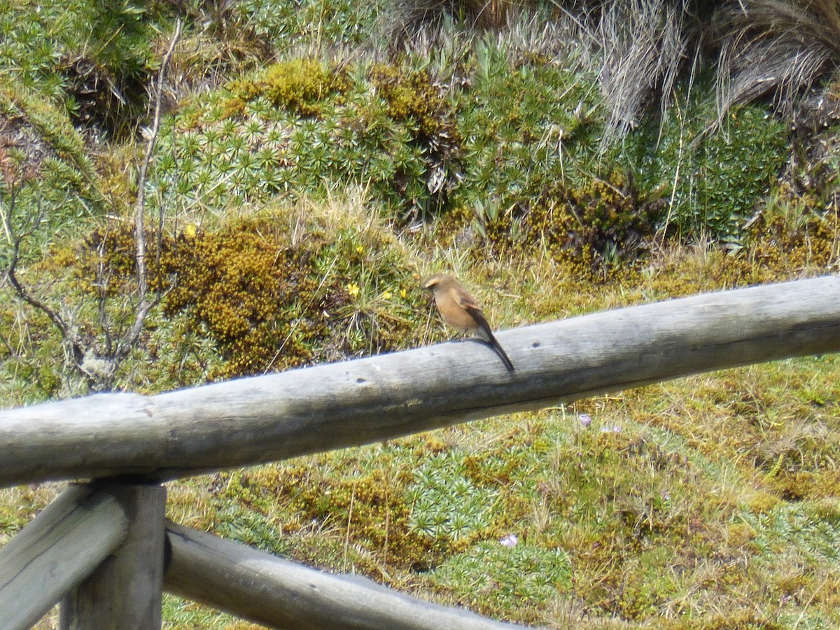 Brown-backed Chat-Tyrant - ML126357971