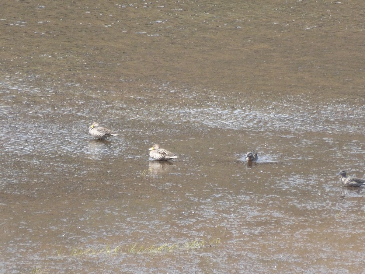 Yellow-billed Pintail - ML126358291