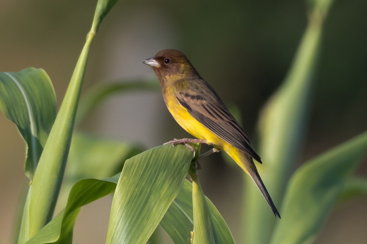 Red-headed Bunting - ML126358451