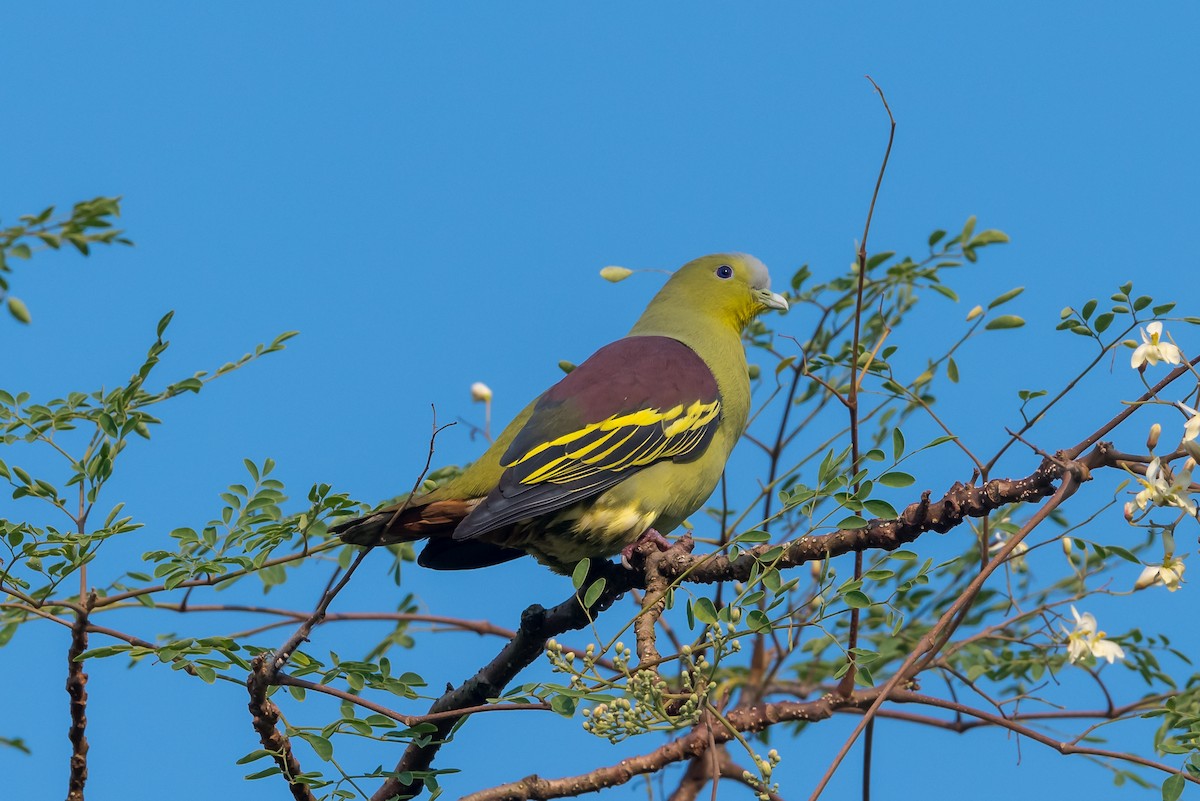 Gray-fronted Green-Pigeon - Prashant Tewari