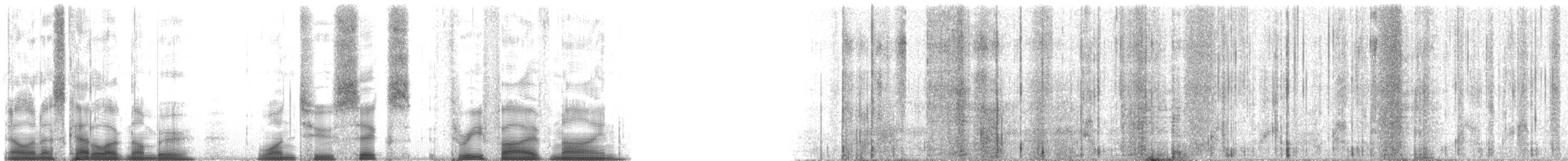 Common Raccoon - ML126359