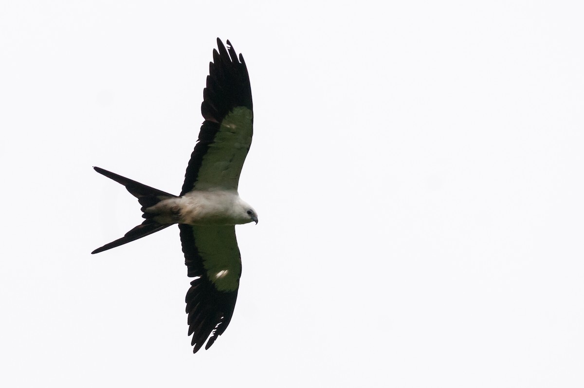 Swallow-tailed Kite - Claudia Brasileiro