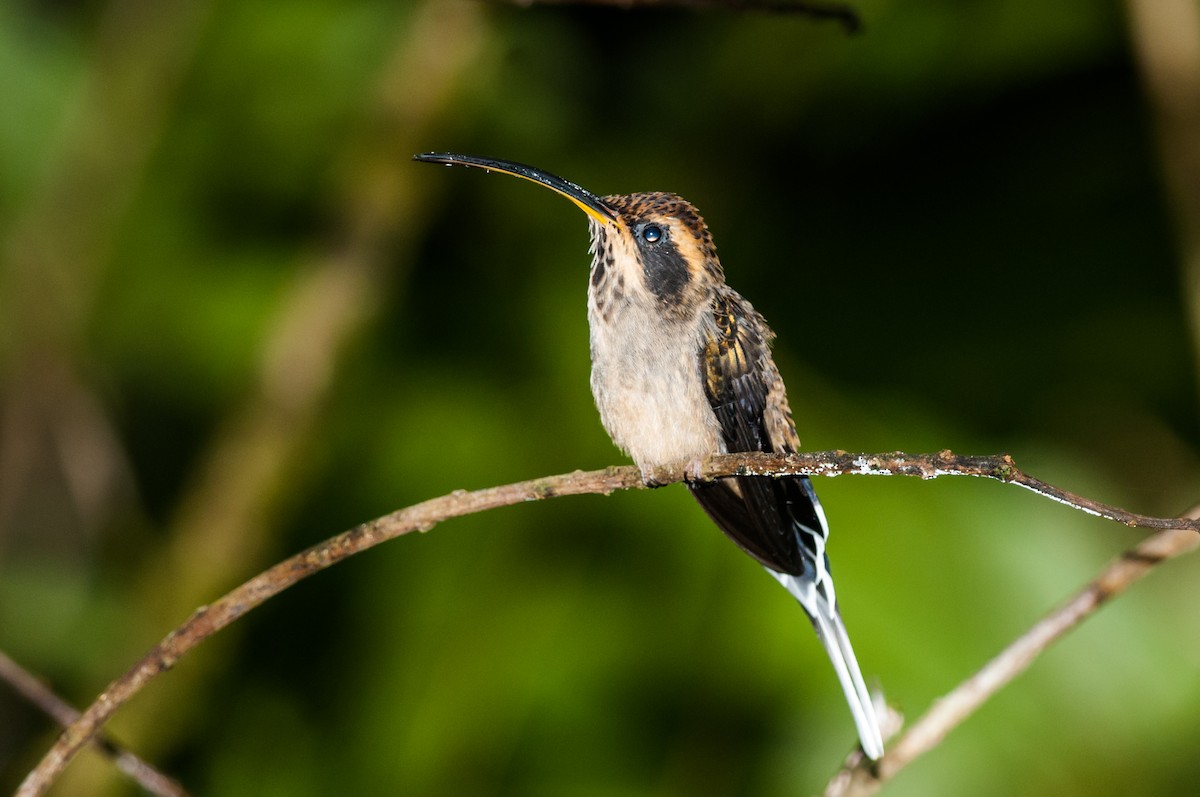 Dunkelkehl-Schattenkolibri - ML126359261