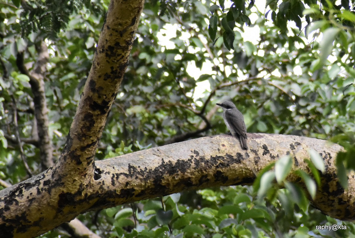 Malabar Woodshrike - Anonymous