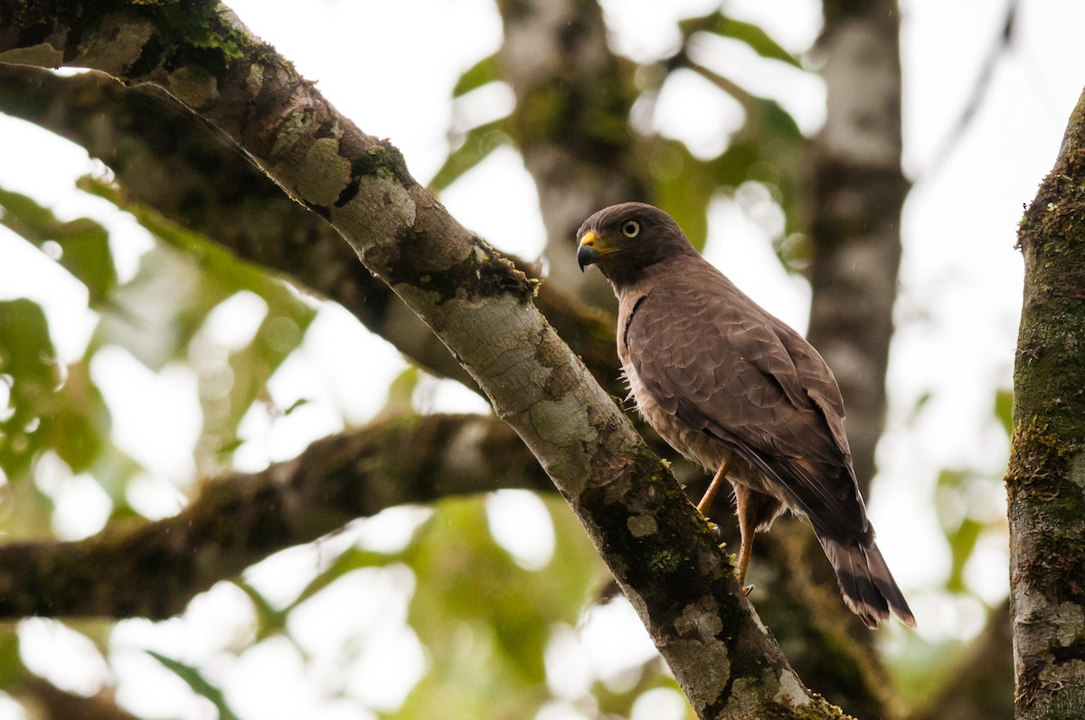 Roadside Hawk - ML126359321