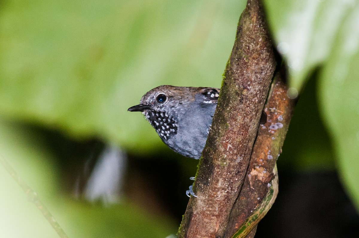 Star-throated Antwren - Claudia Brasileiro