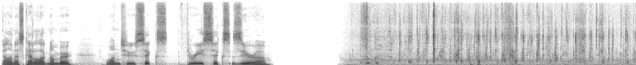 Common Raccoon - ML126360