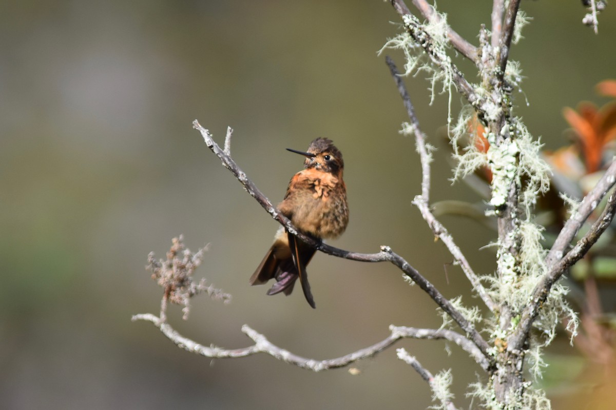 Colibri étincelant - ML126360421