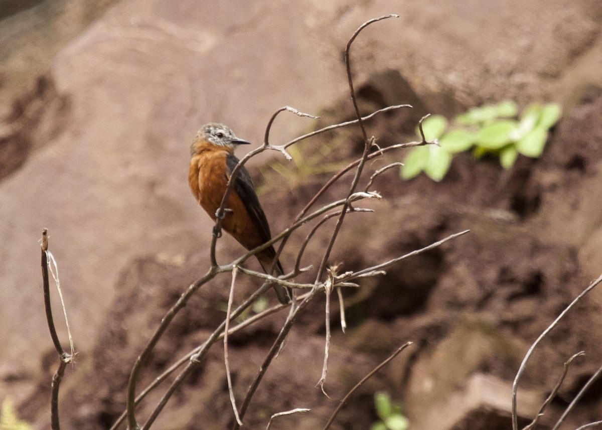 Cliff Flycatcher - ML126361851