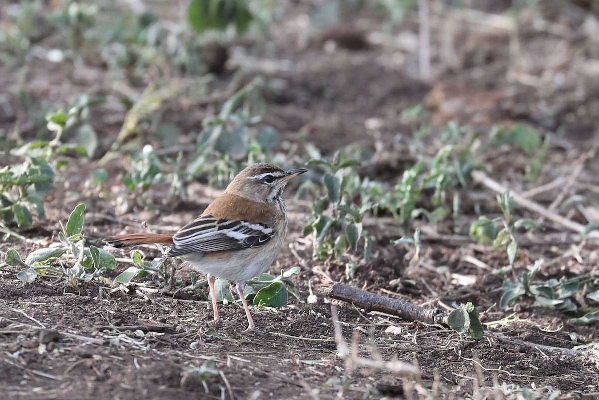 Red-backed Scrub-Robin - ML126363321