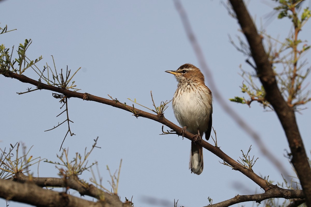 Red-backed Scrub-Robin - ML126363331