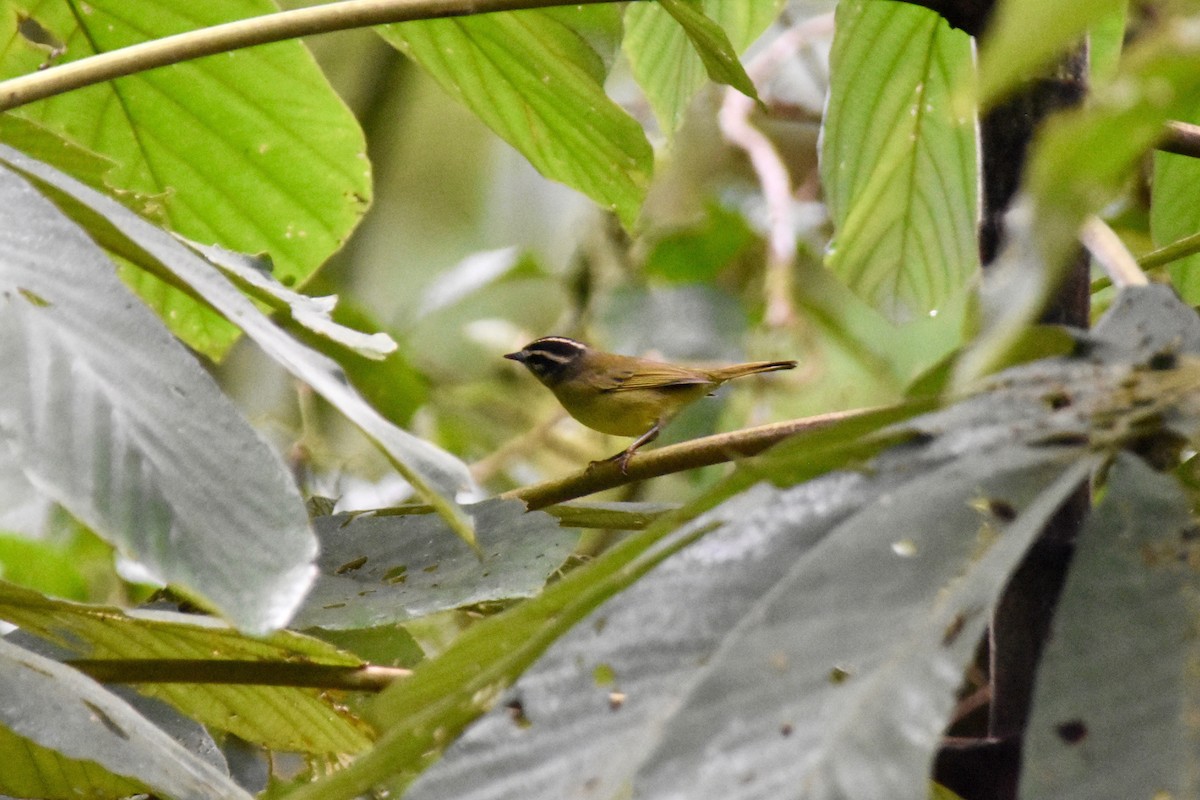 Three-striped Warbler - ML126363421