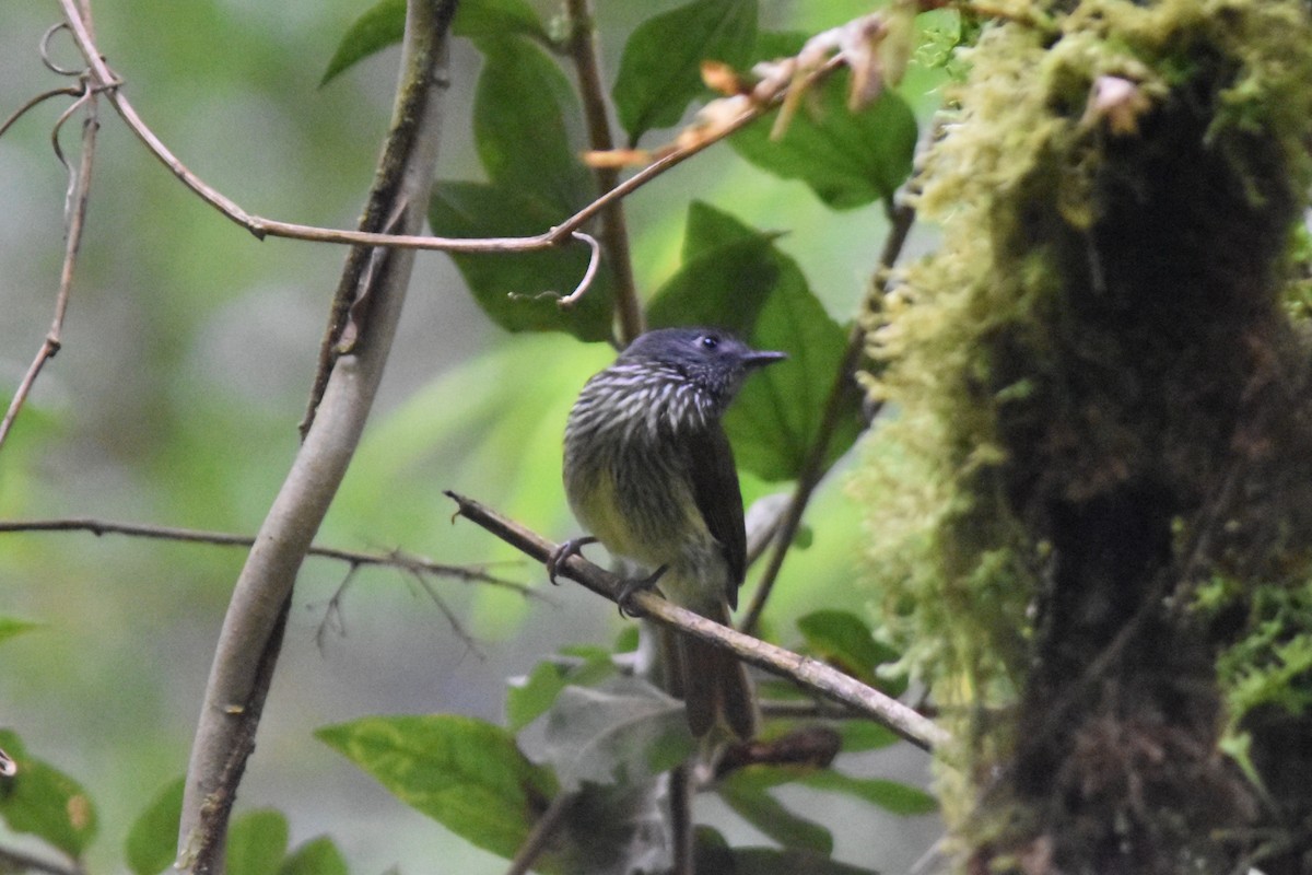 Mosquero Gorjiestriado - ML126363631