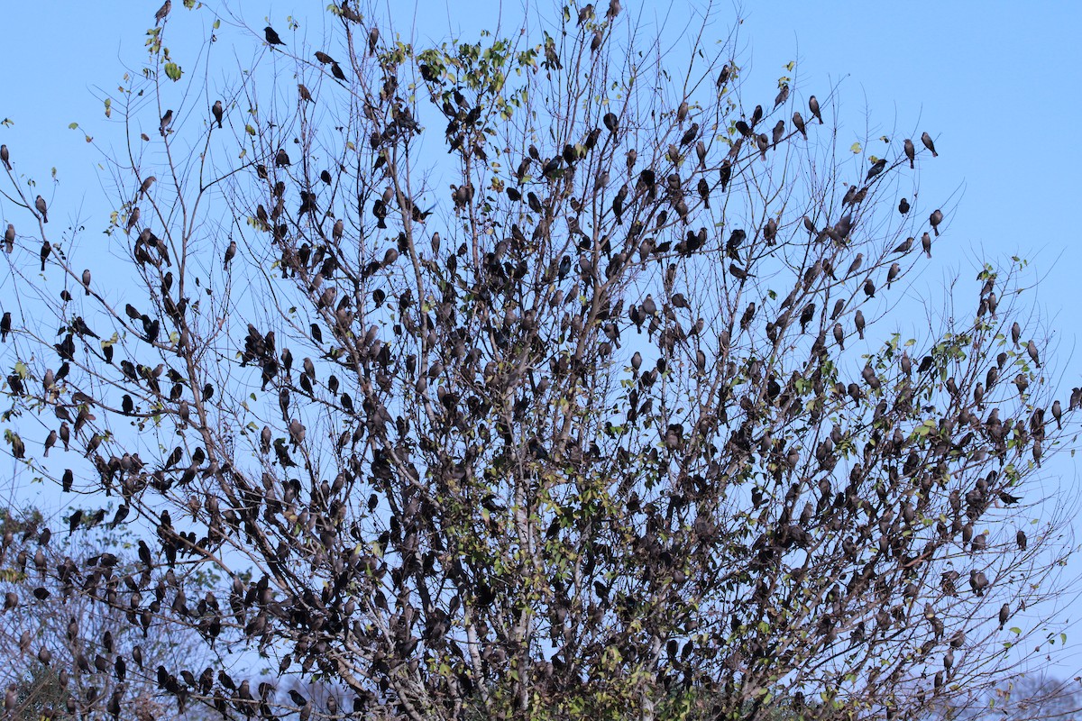 Brown-headed Cowbird - ML126363761